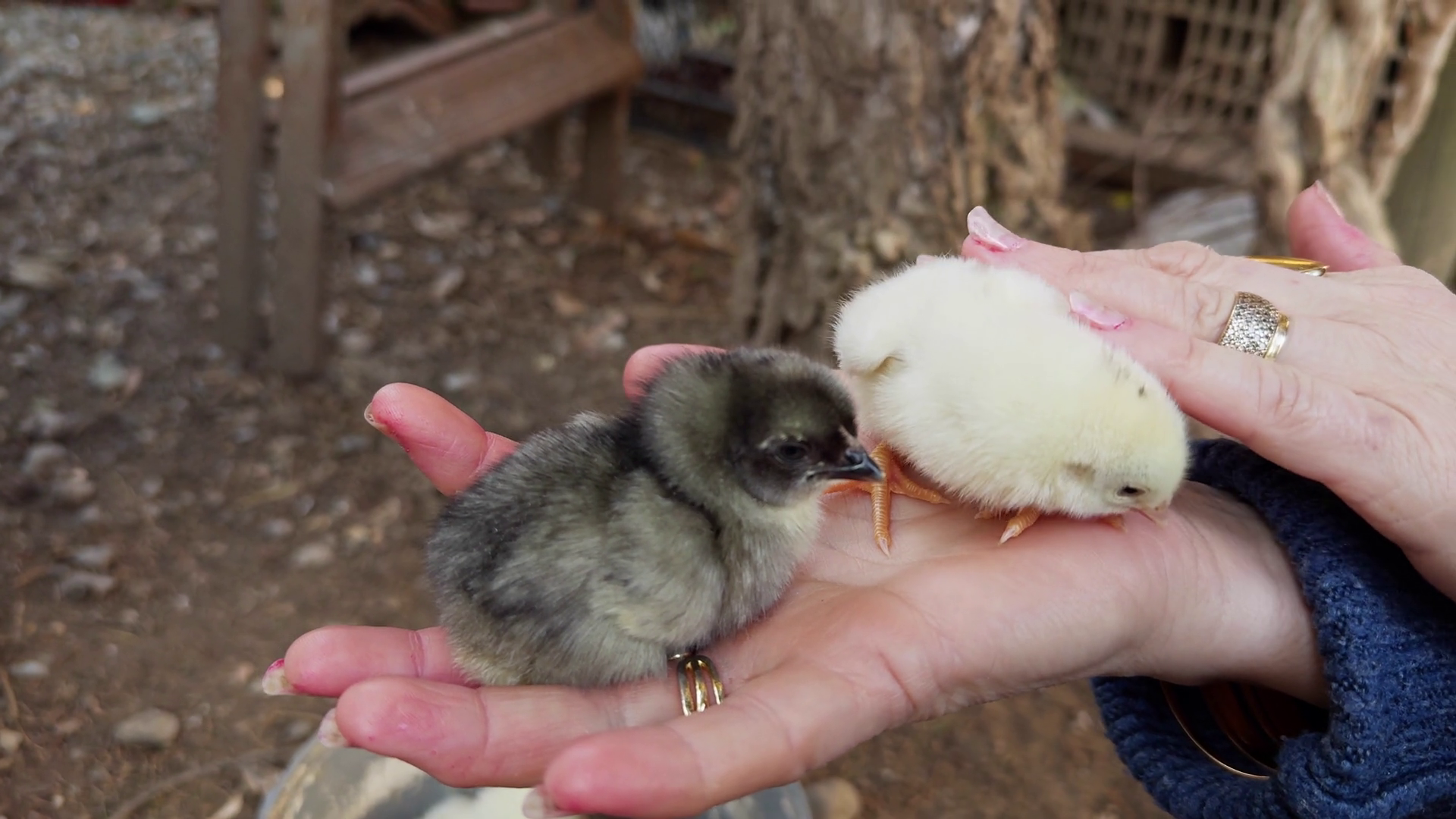 Sweet Little Animal Chicks On Woman Hand Stock Footage SBV-351791234 ...