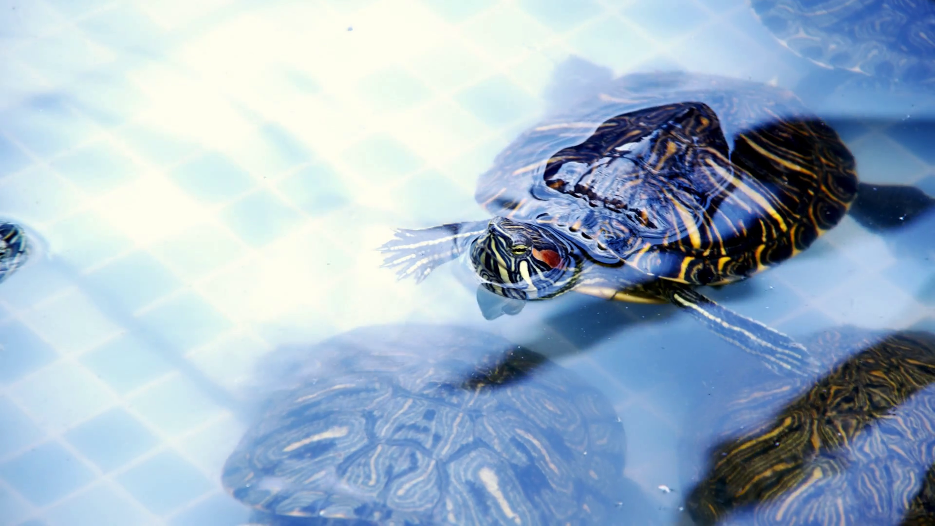 Animal Reptile Aquatic Water Turtle In Water Stock Footage SBV