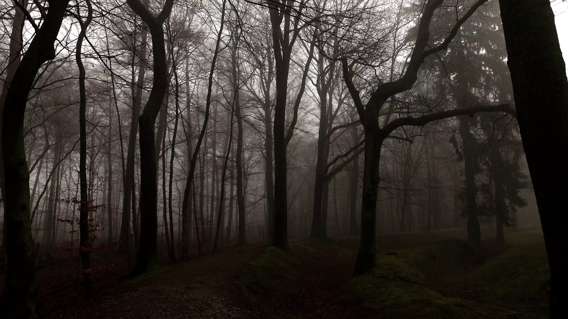 Dark Forest And Castle Stock Video Footage - Storyblocks