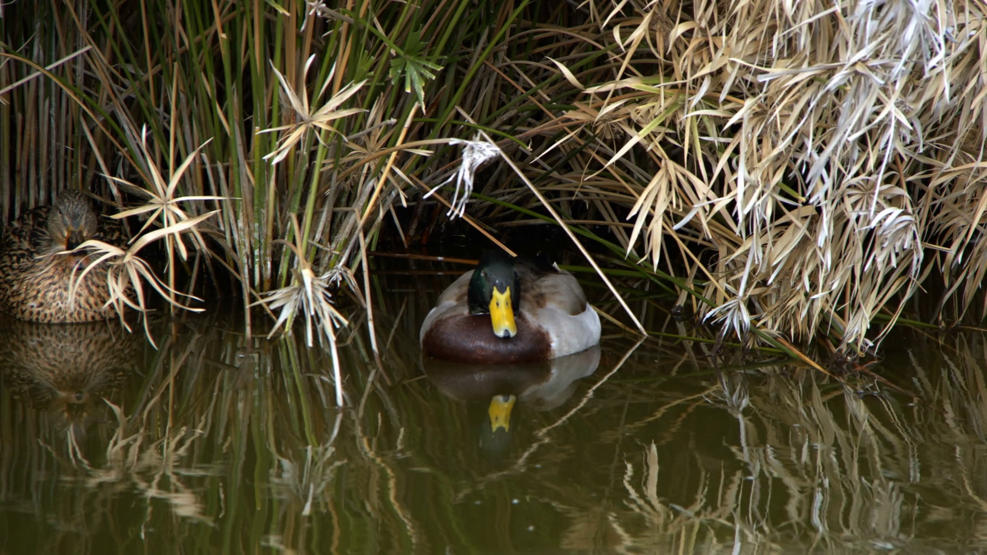 Ducks Near Reeds In Lake Stock Footage SBV338109544 Storyblocks