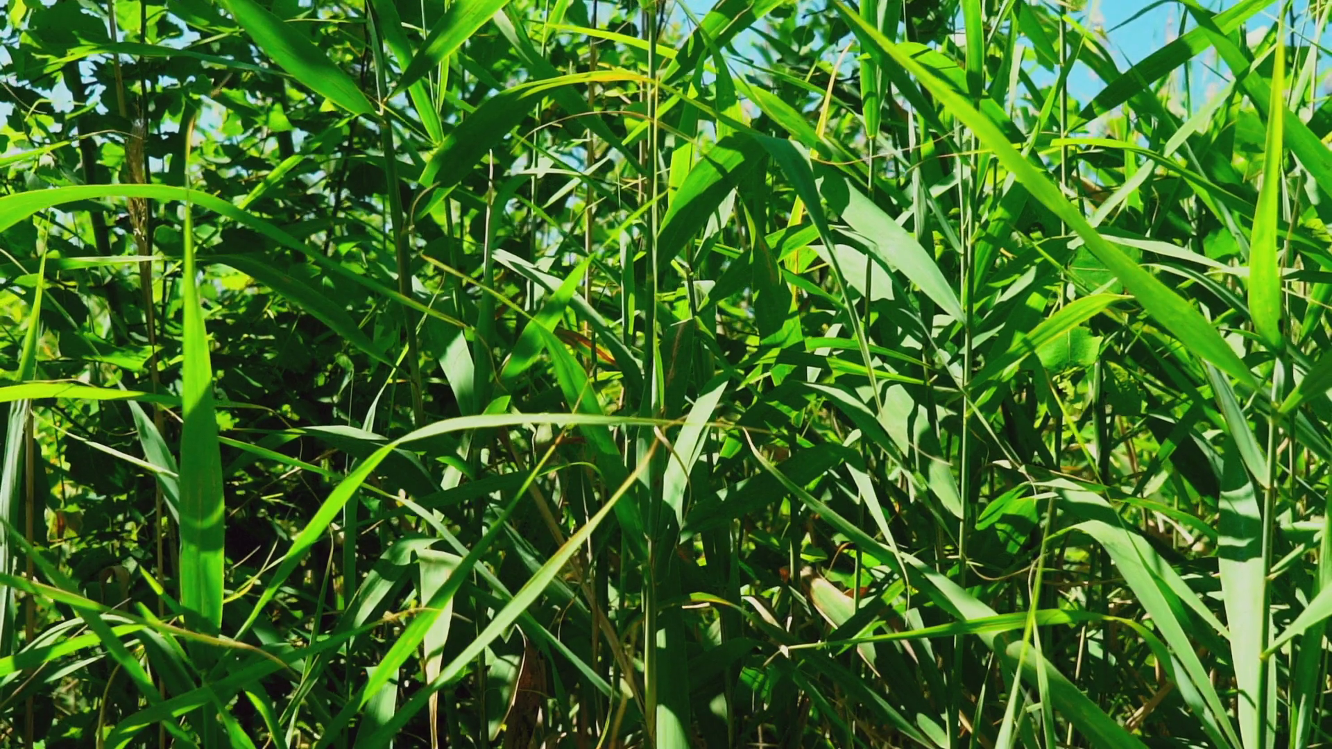 Reed cane with a slender stick used as a support for plants, as a walking  stick, or as an instrument of punishment rifle-green color grows outdoors.  Close-up details of nature