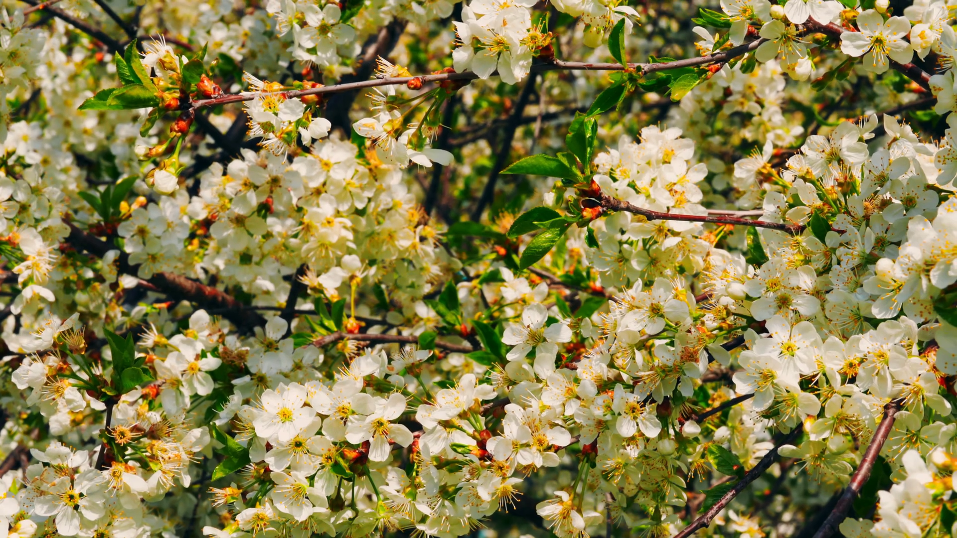close up flowering tree branches with white flowers on cherry tree