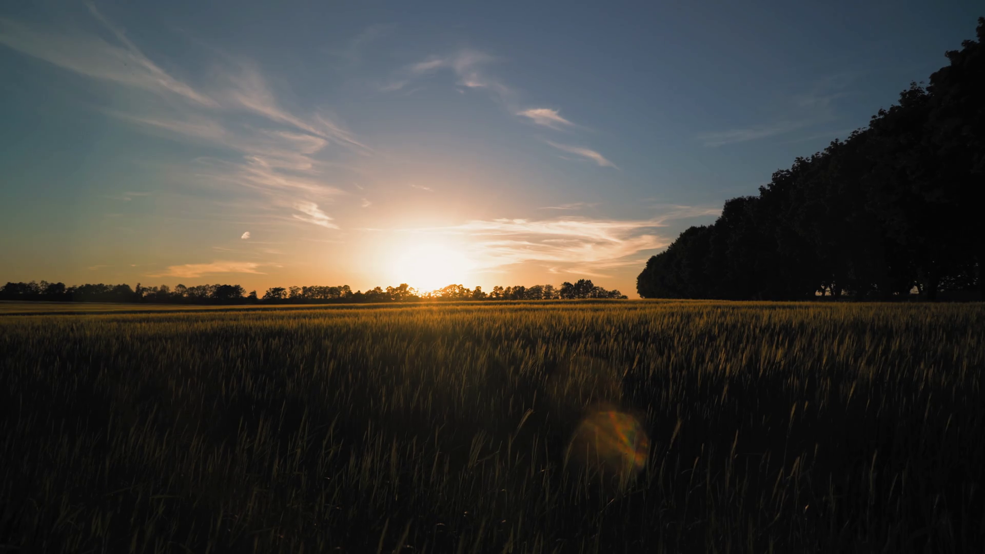 Family walks at sundown rear back view. People with dog nature view at sunset. Silhouettes man