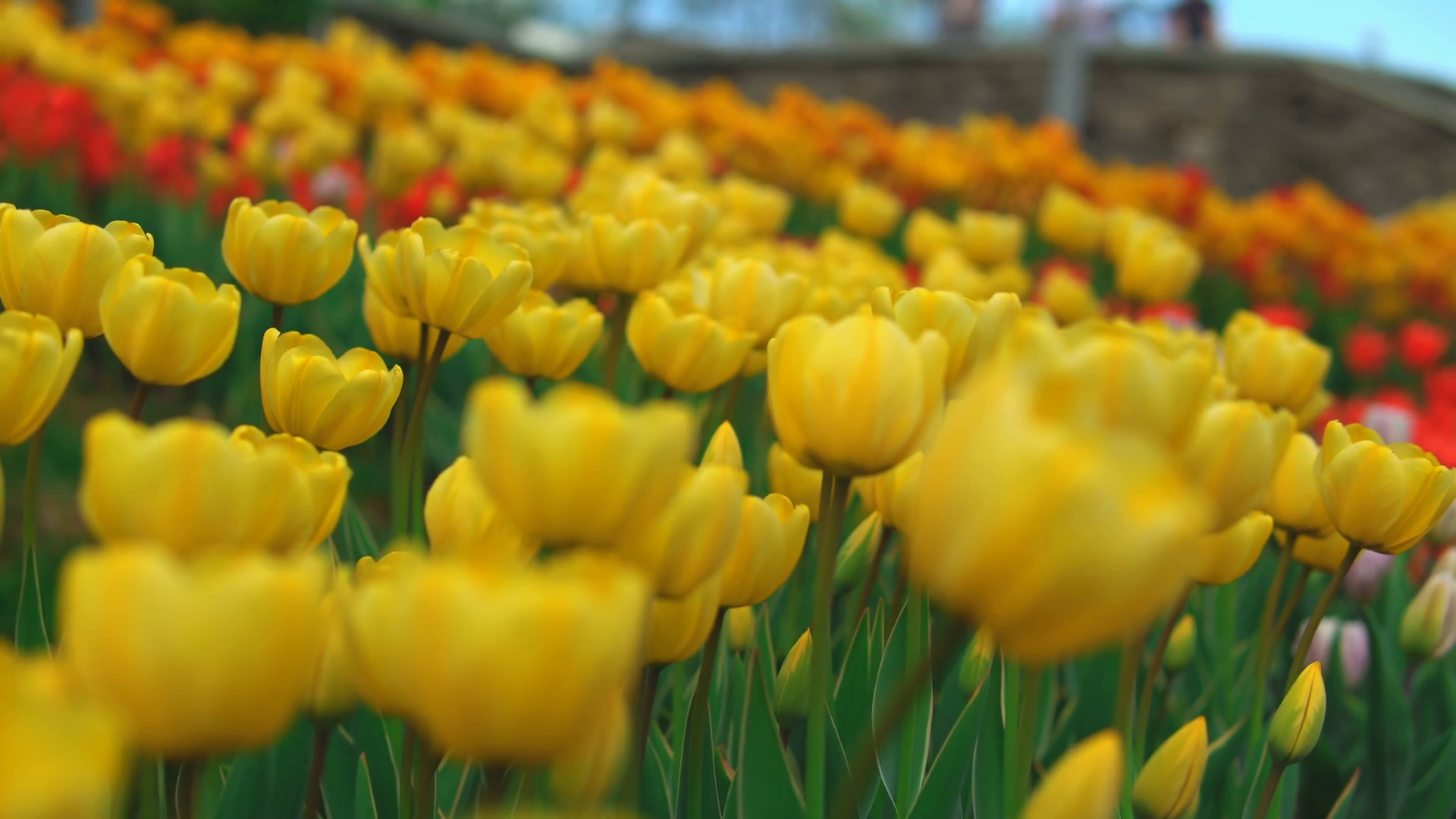 Stunning Fields Of Yellow Flowers Thousands Stock Footage SBV325447318 Storyblocks