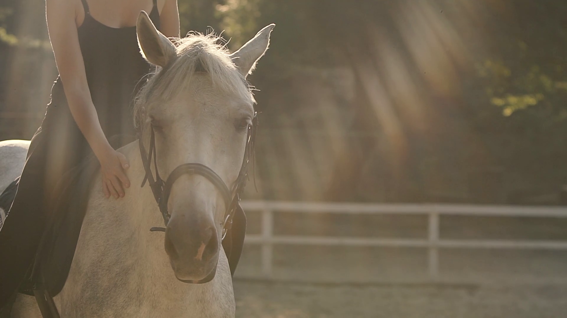 Horse Riding On Training Ground Stock Footage SBV316878713 Storyblocks