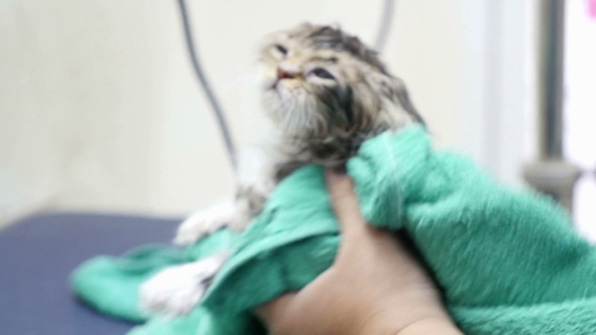Drying kitten in towel after washing Stock Video Footage 0015 SBV
