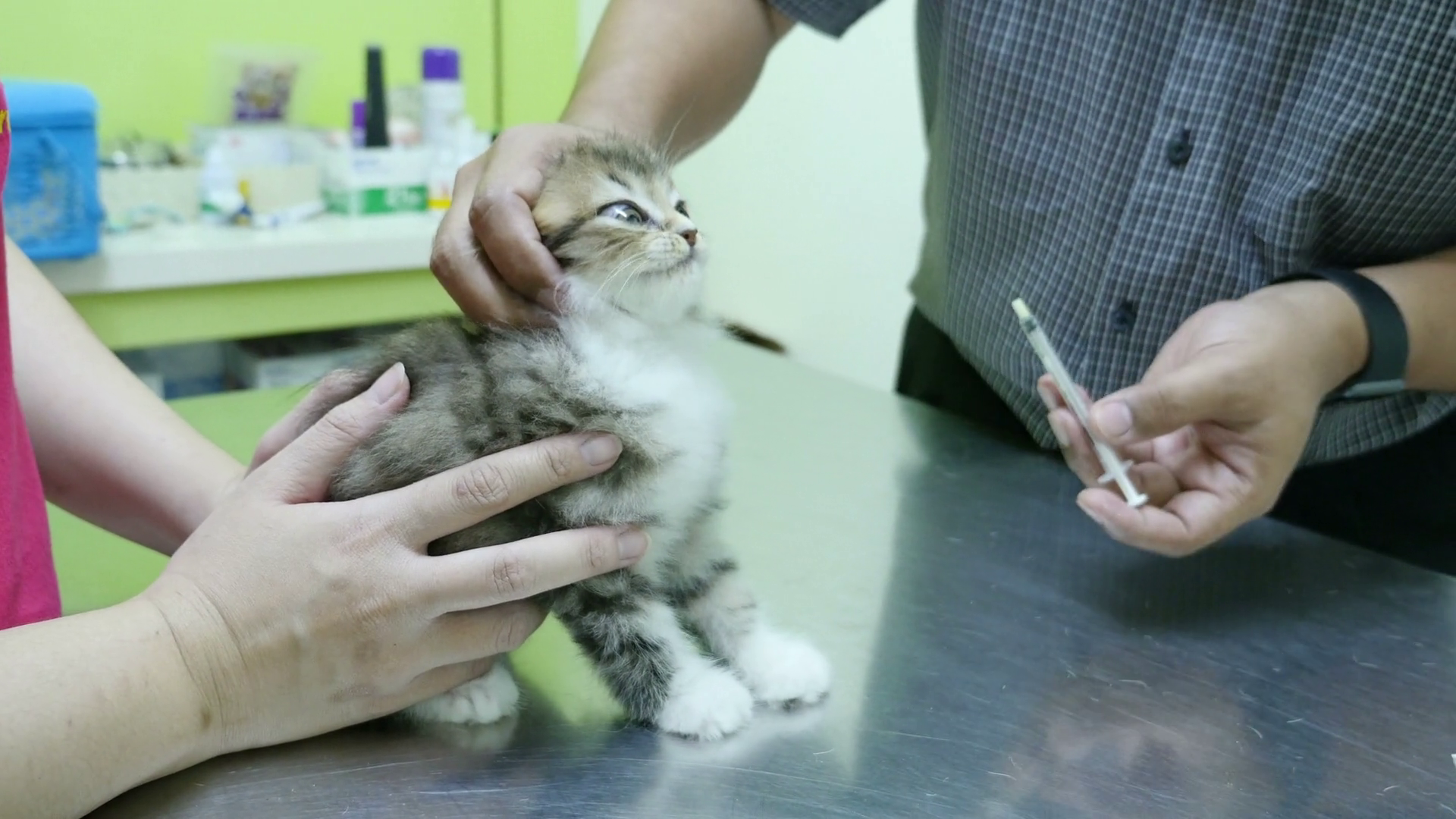 lapsed cat vaccinations