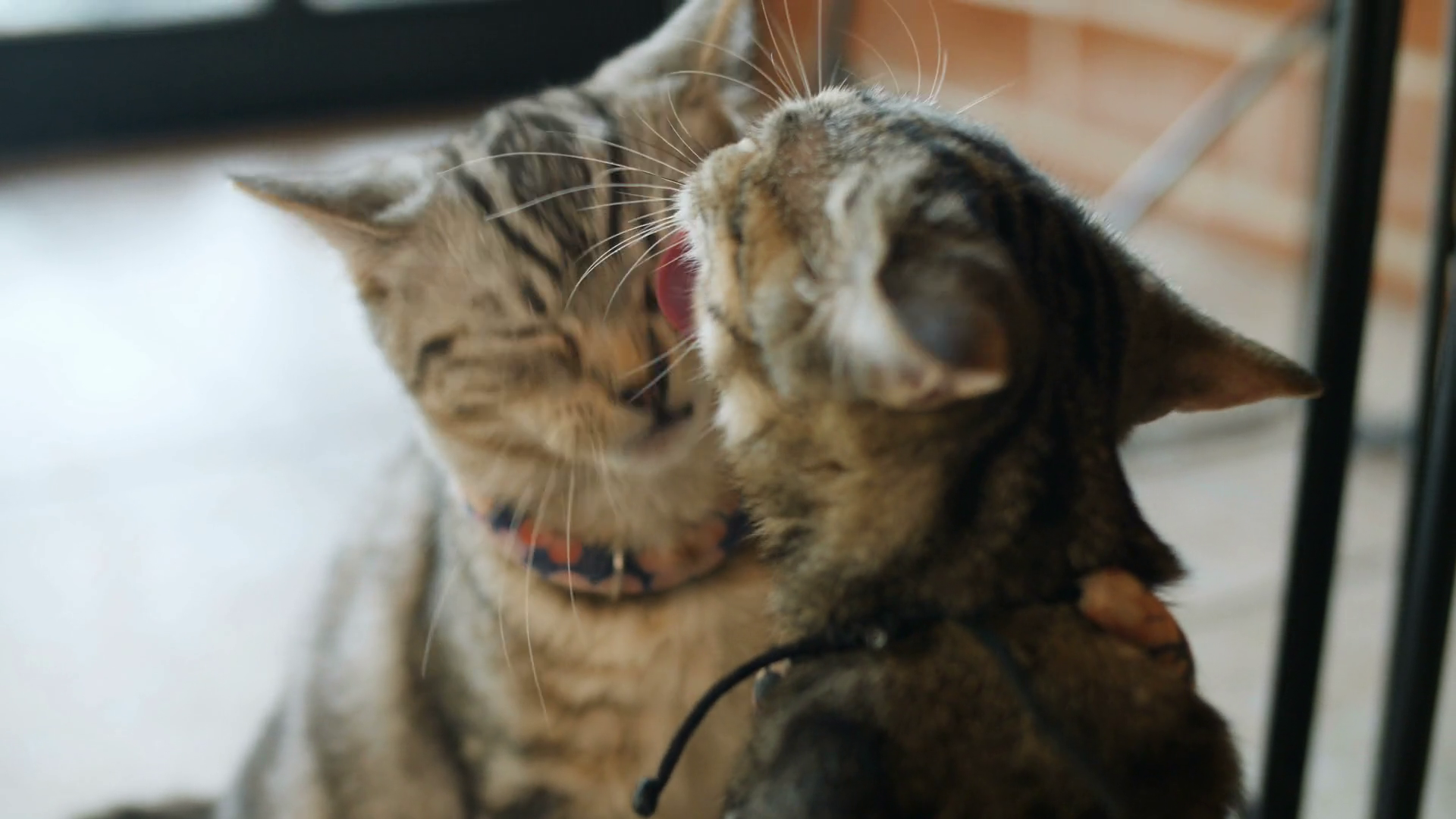 premiere cats love nature