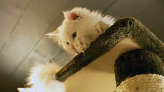 White kitten playing on the scratching tower