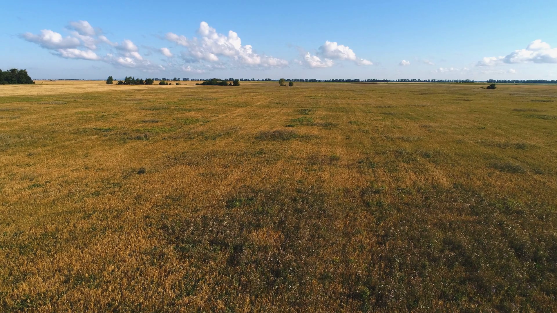 Beautiful farmland landscape with wheat field and forest. Aerial view field Stock Video Footage