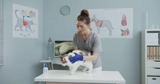Female veterinarian in blue medical gloves examining Cat on  table at clinic
