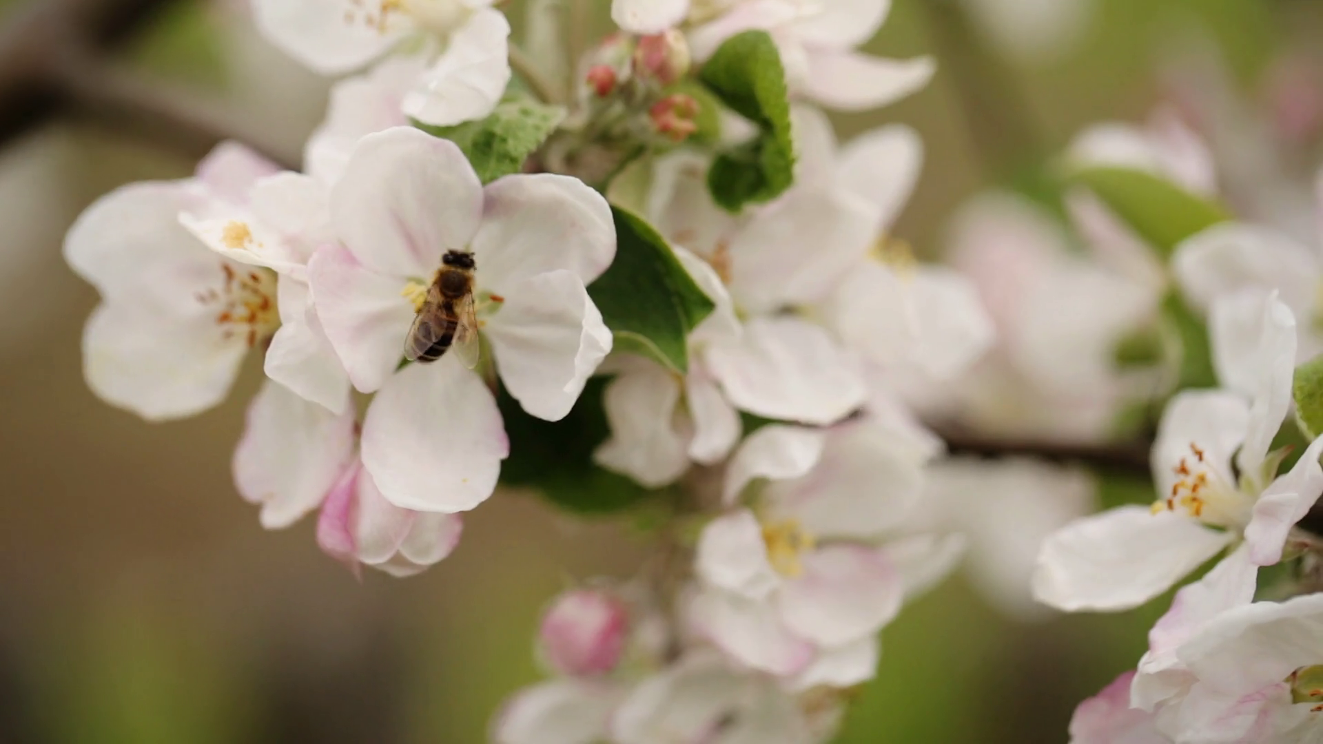 A Honey Bee Flying Throught Cherry Blossom Stock Footage SBV-307759719 ...