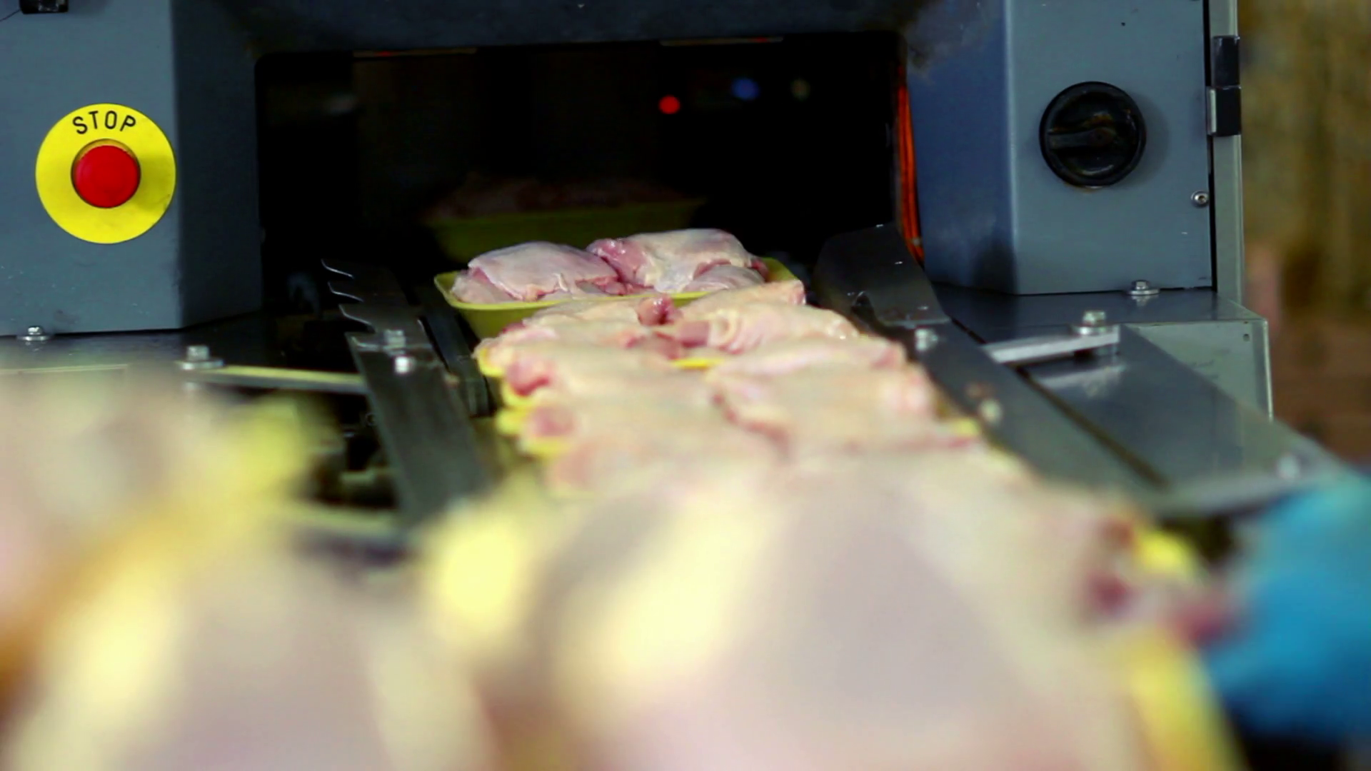 Chicken Legs On Production Line Chicken Meat Stock Footage SBV
