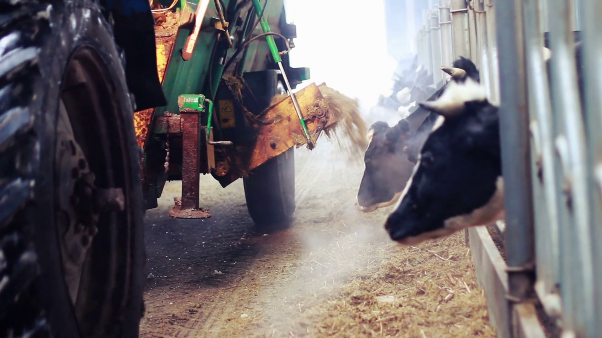 Cows Feeding Process On Farm Cows In Barn On Stock Footage SBV