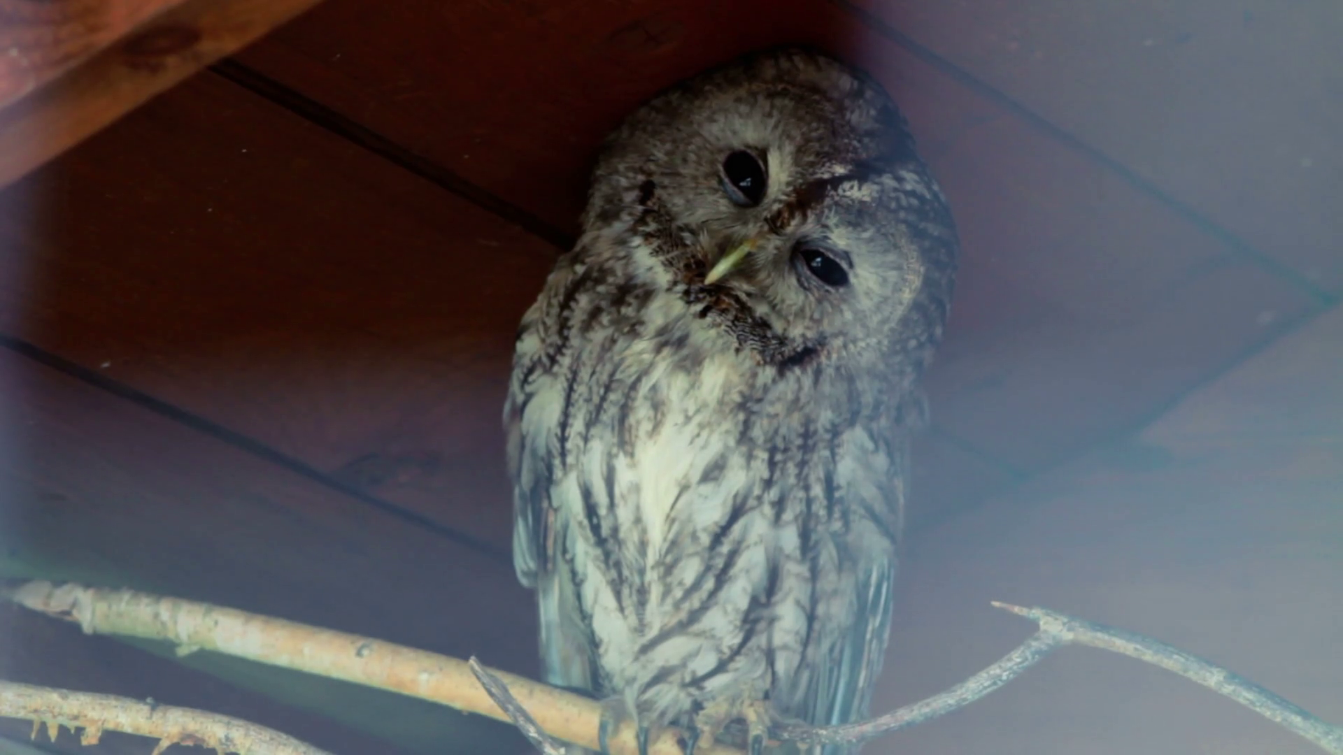 Owl Blink Eyes Closeup Of Owl In Zoo Wild Stock Footage SBV304650995