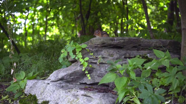 Run Away | Animals stock footage - Storyblocks