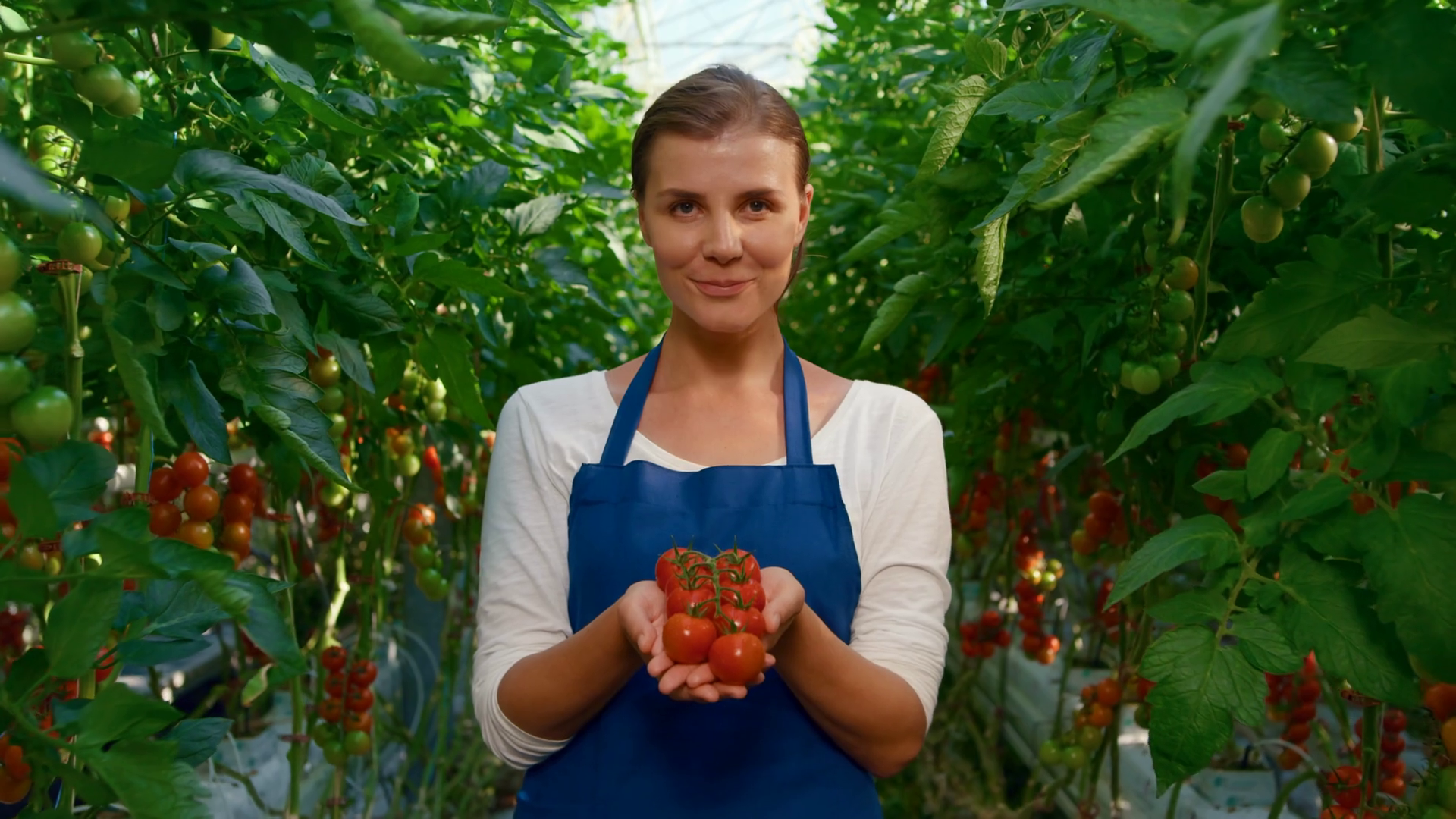 Woman farmer showing tomatoes harvest smiling in big greenhouse closeup ...