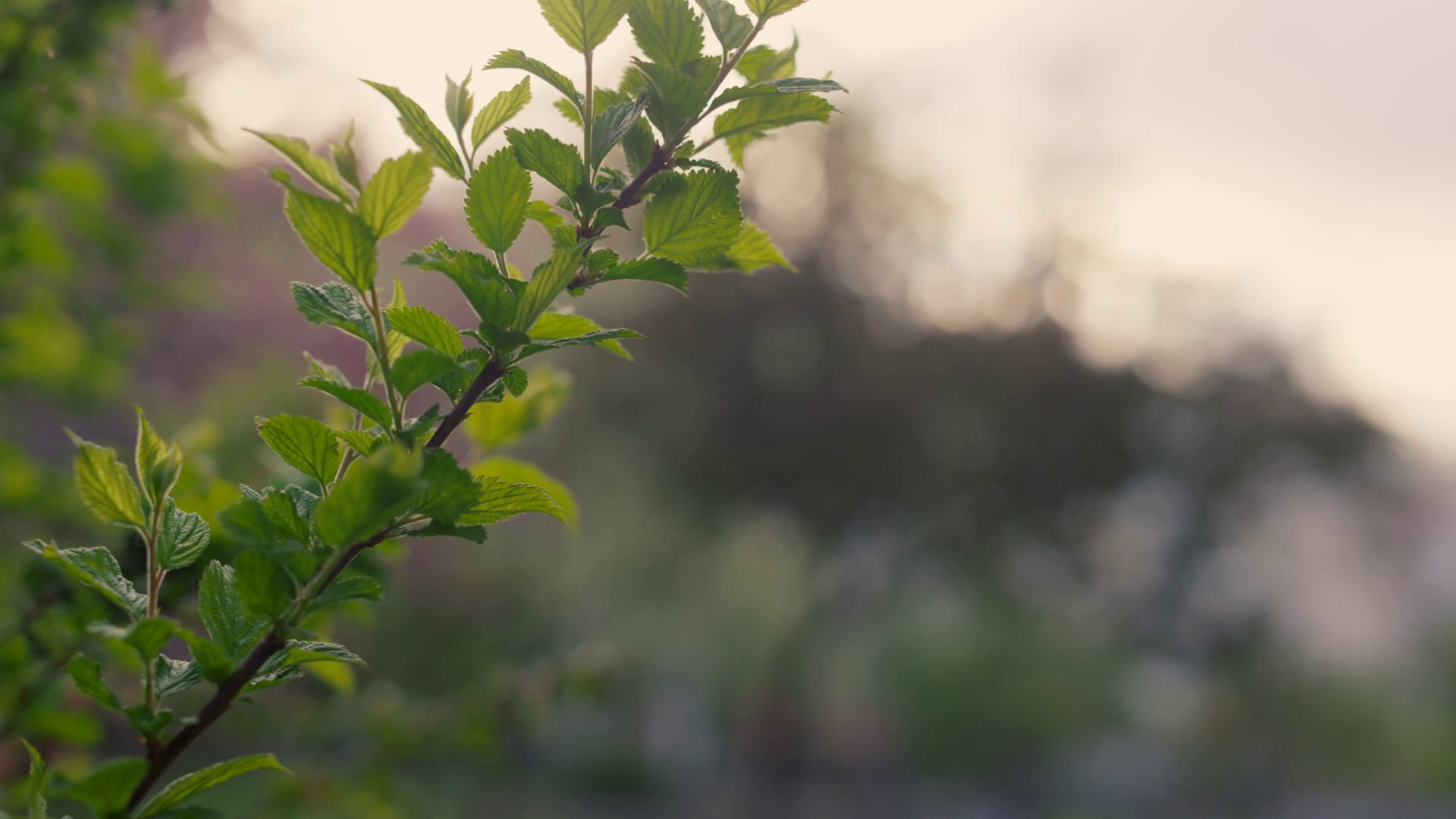 Closeup View Tree Leafs On Branch Growing Stock Footage SBV-346739679 ...