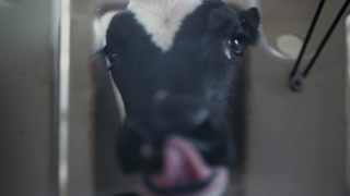 Adorable calf exploring barn on modern dairy farm