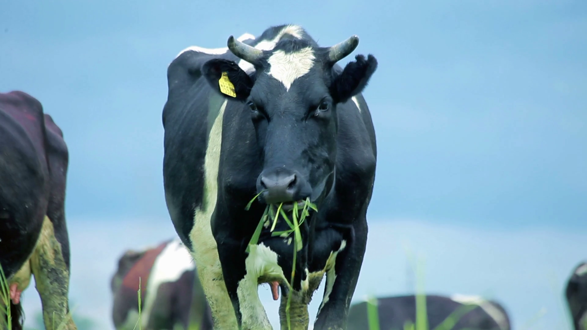 Dairy Farm Cattle Grazing Close Up Of Stock Footage SBV 315019885 