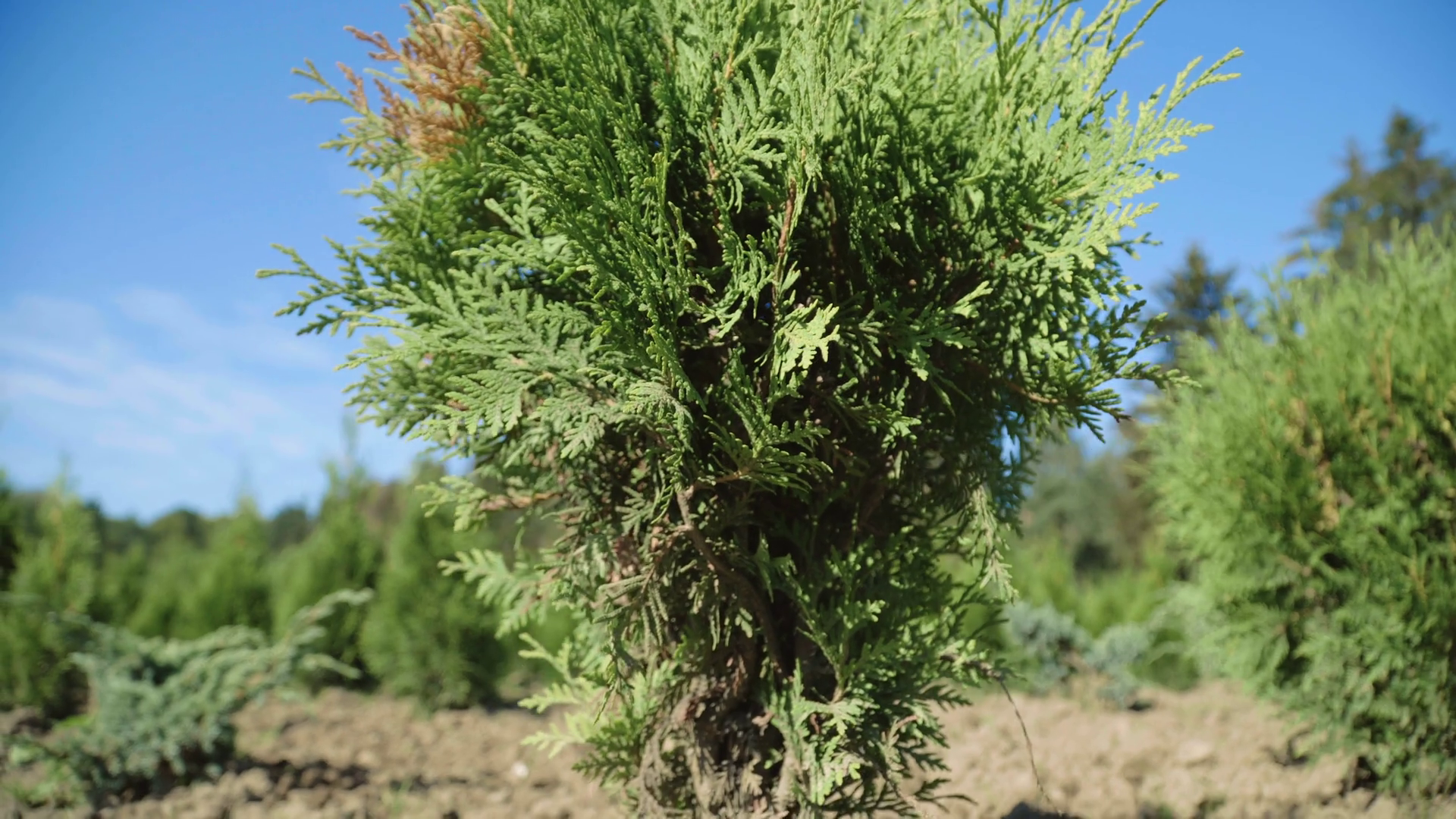 Growth Of Seedlings Thuja On Plantation Stock Footage SBV334445126