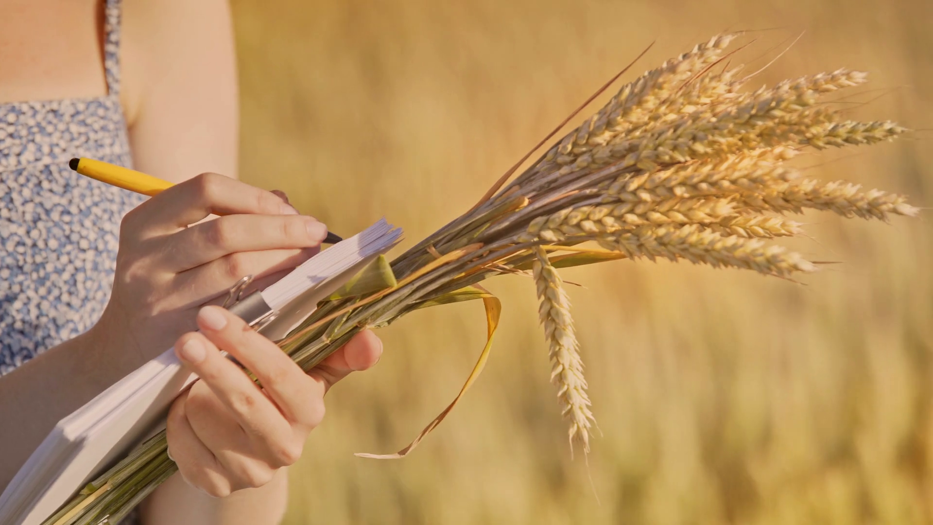 Essay about wheat image