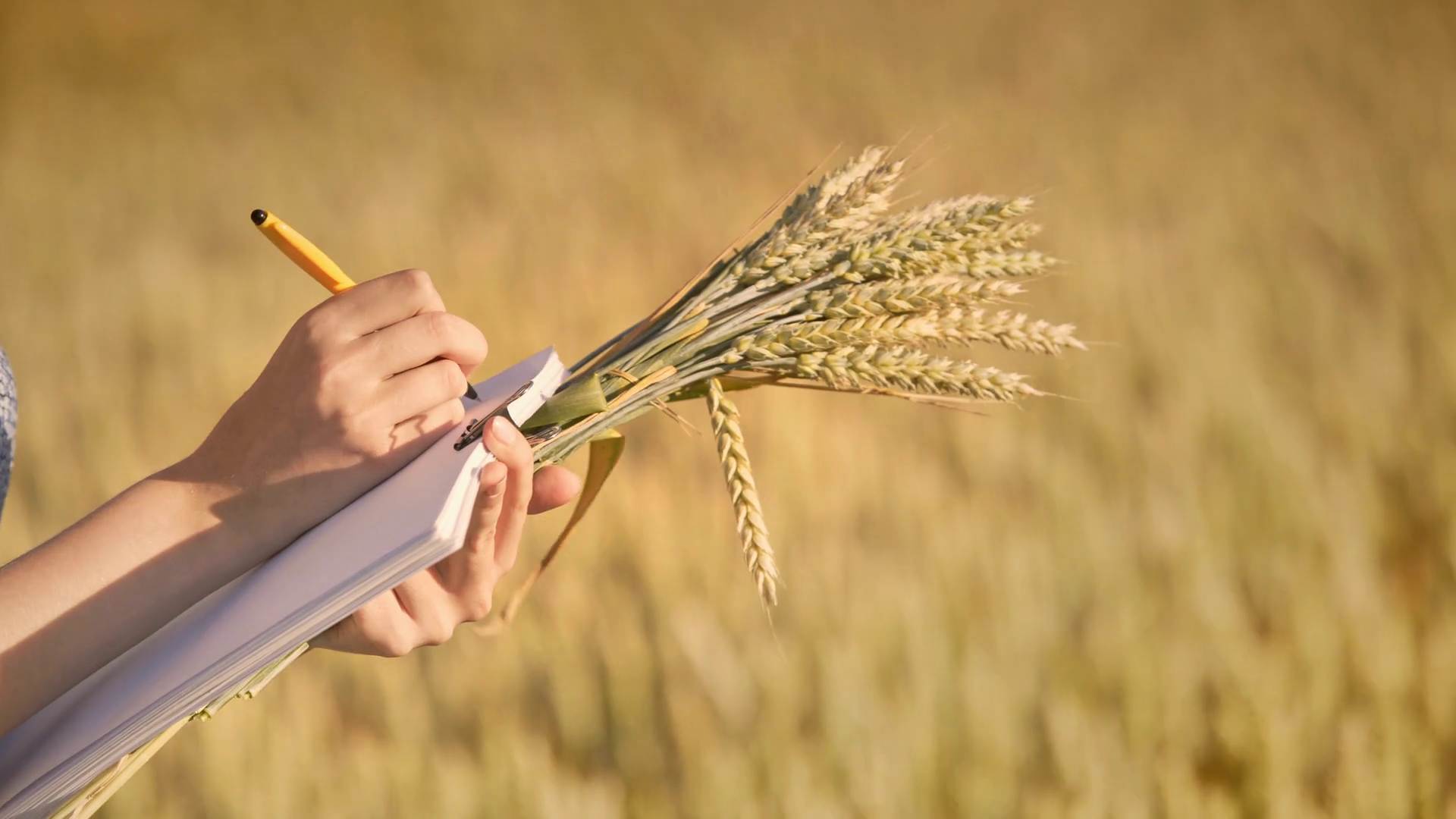 Wheat presentation picture
