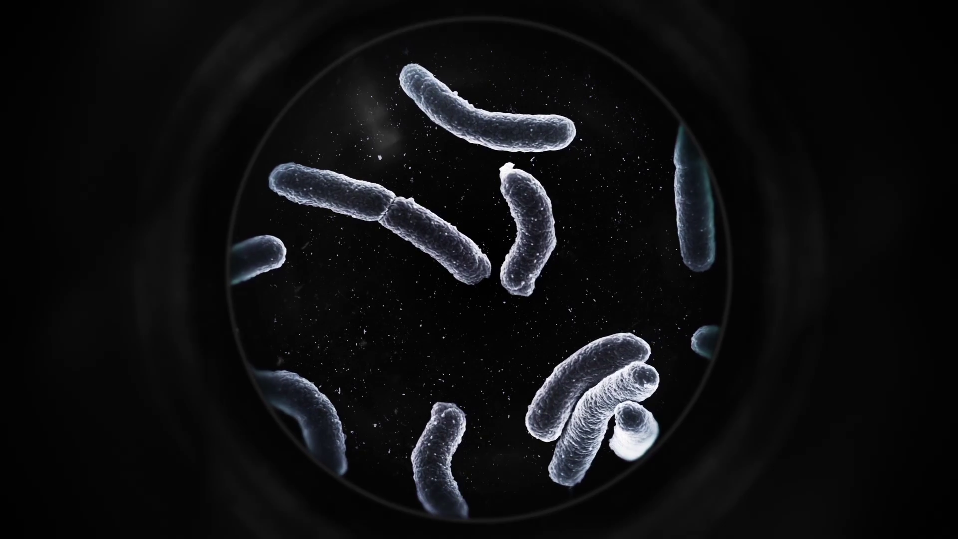 Bacteria Under Microscope Black Stock Motion Graphics SBV320898911