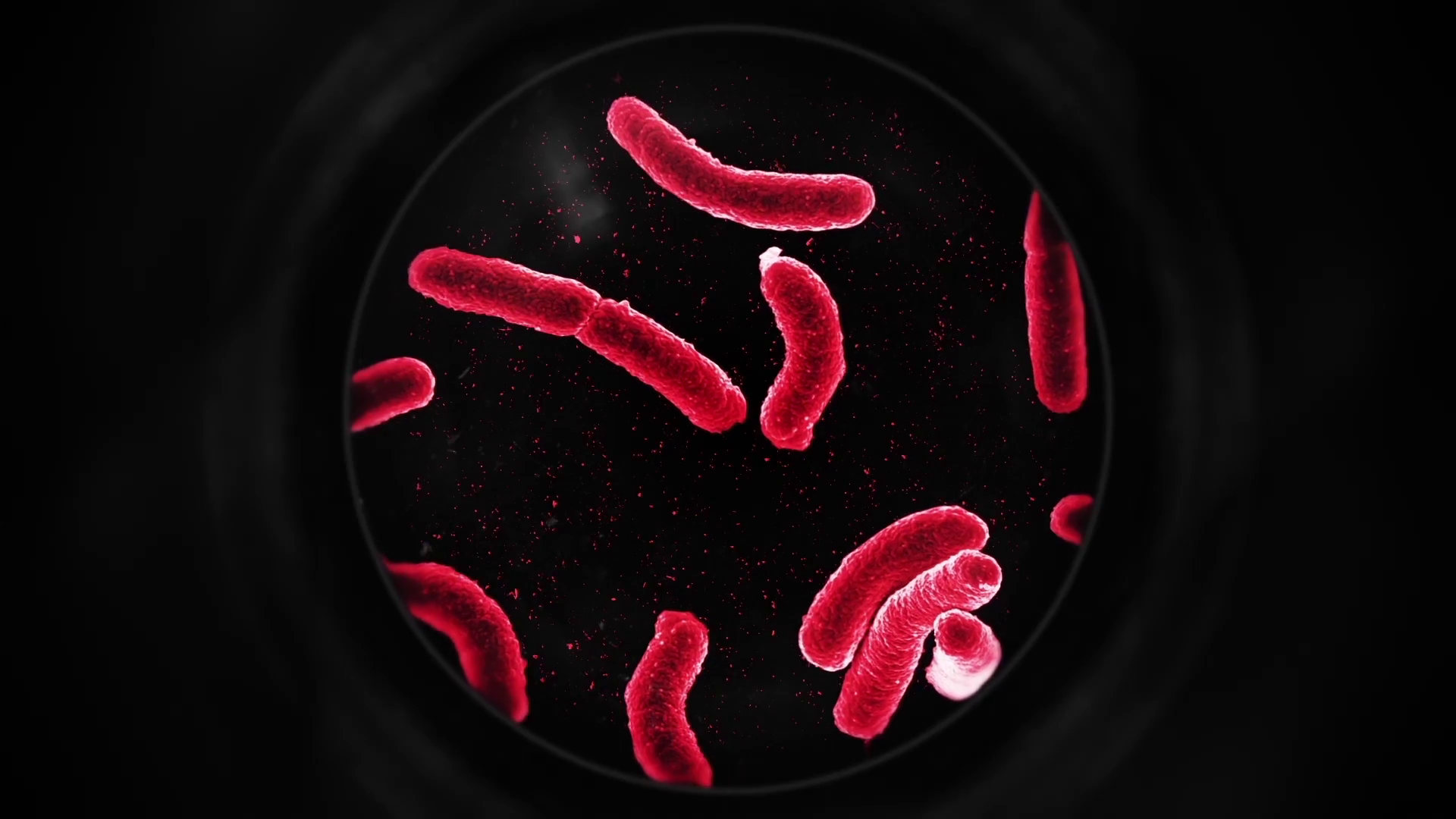 Bacteria Under a Microscope Red Motion Background Storyblocks