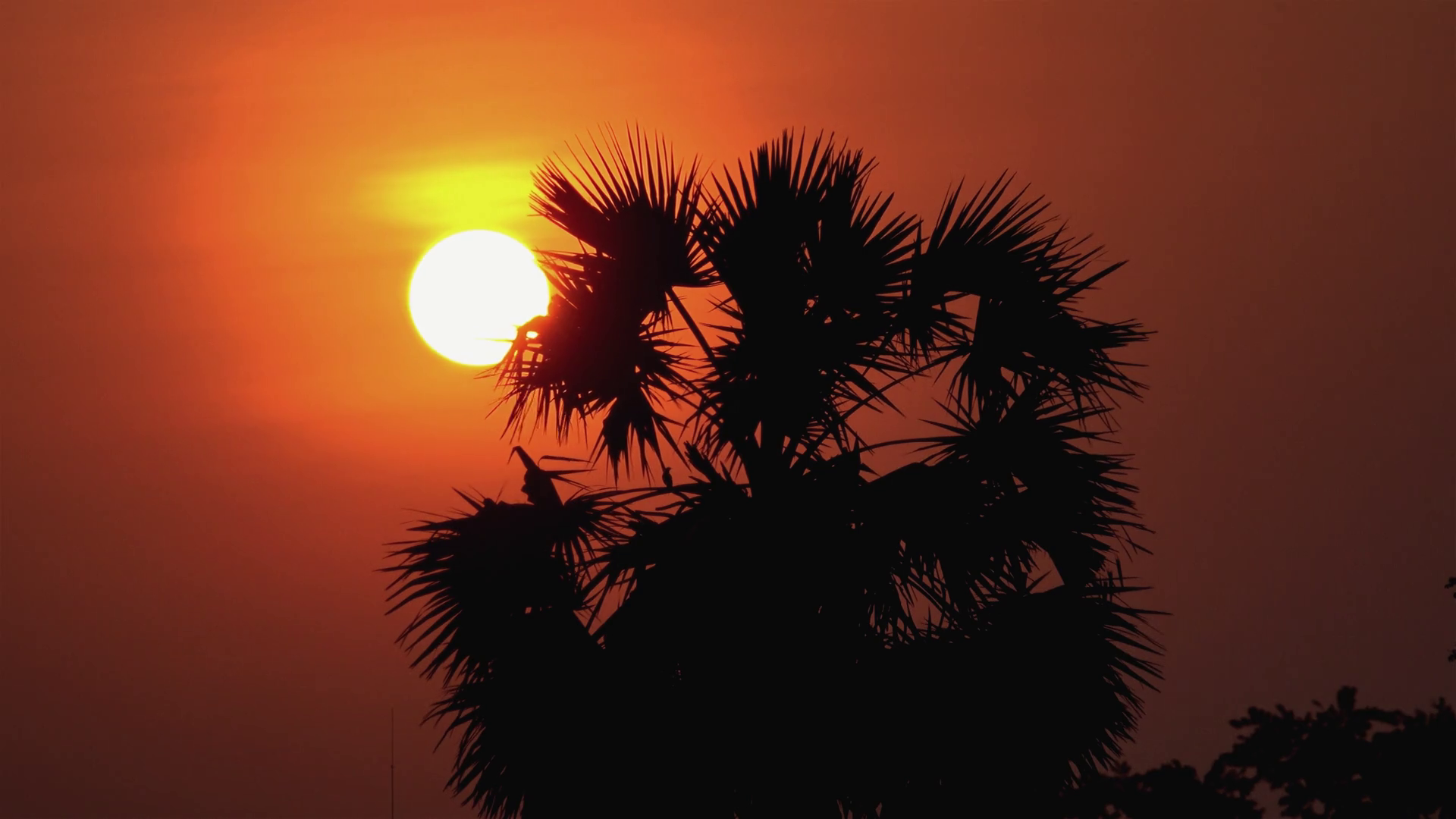 Golden Orange Sunset Timelapse Behind Palm Stock Footage SBV338666422 Storyblocks