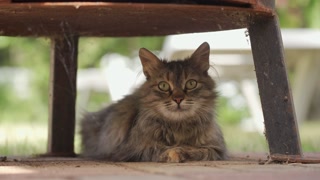 Domestic cat under the table on the terrace