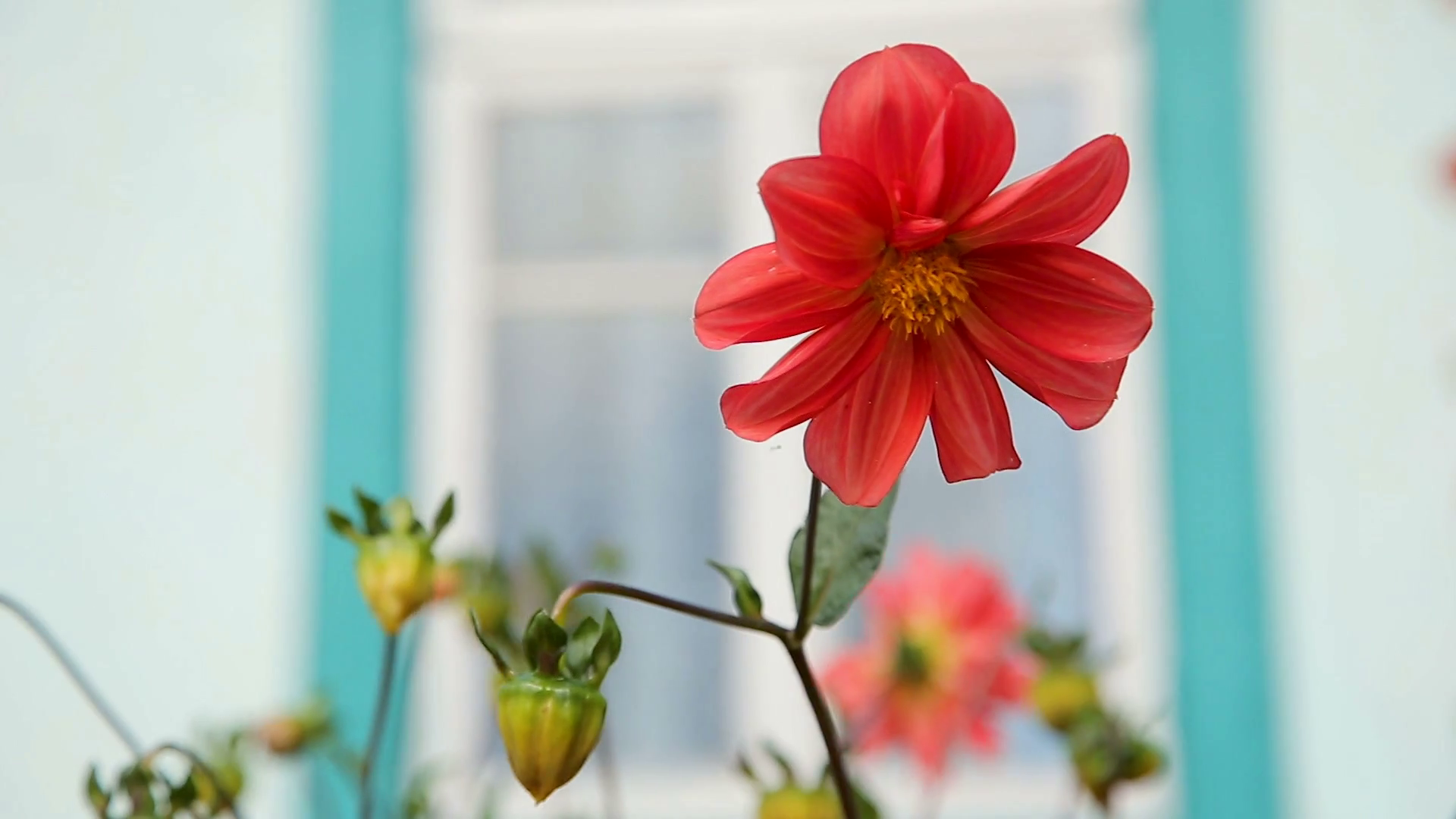 Beautiful Garden Flowers Stock Footage SBV337834297 Storyblocks