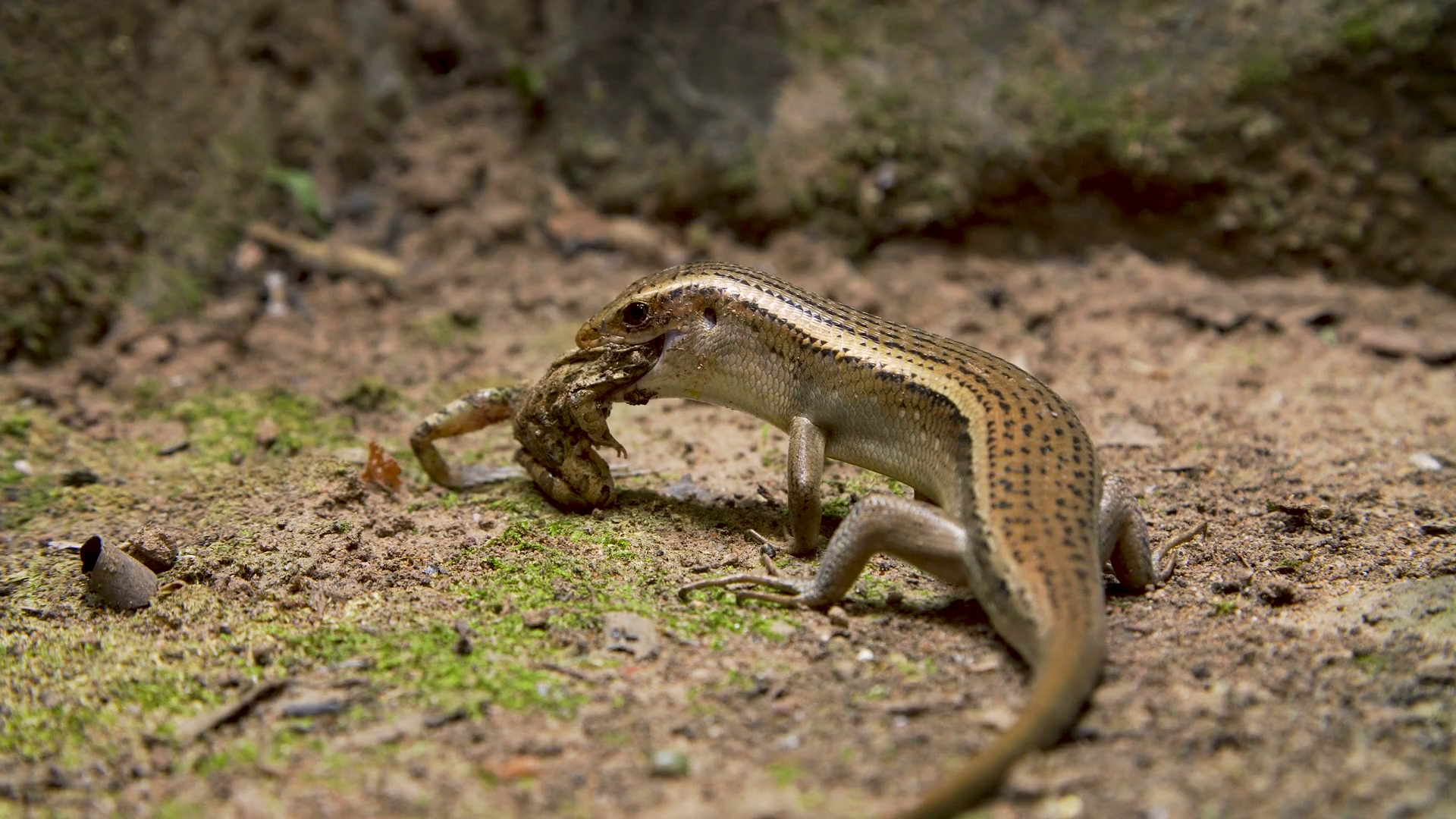 Lizard Eating Frog Stock Footage SBV332292546 Storyblocks
