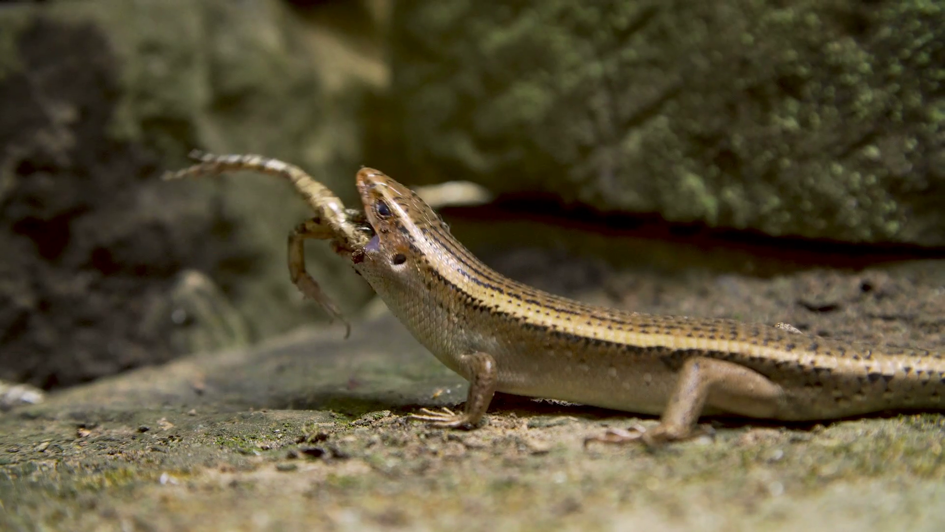 Lizard Eating Frog Stock Footage SBV334821623 Storyblocks