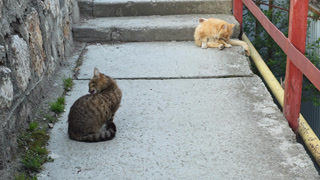 Stray Cats Show Curiosity Near Steps. Tabby And Ginger Cats Exhibit Subtle Tension In Street Setting. Two Street Cats Interact With