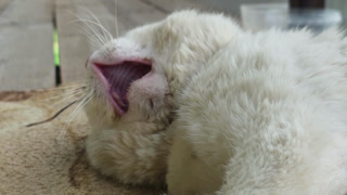 White fluffy cat resting on a warm surface, eyes closed in peaceful relaxation, enjoying a cozy outdoor nap and quiet moment of contentment and gentle tranquility