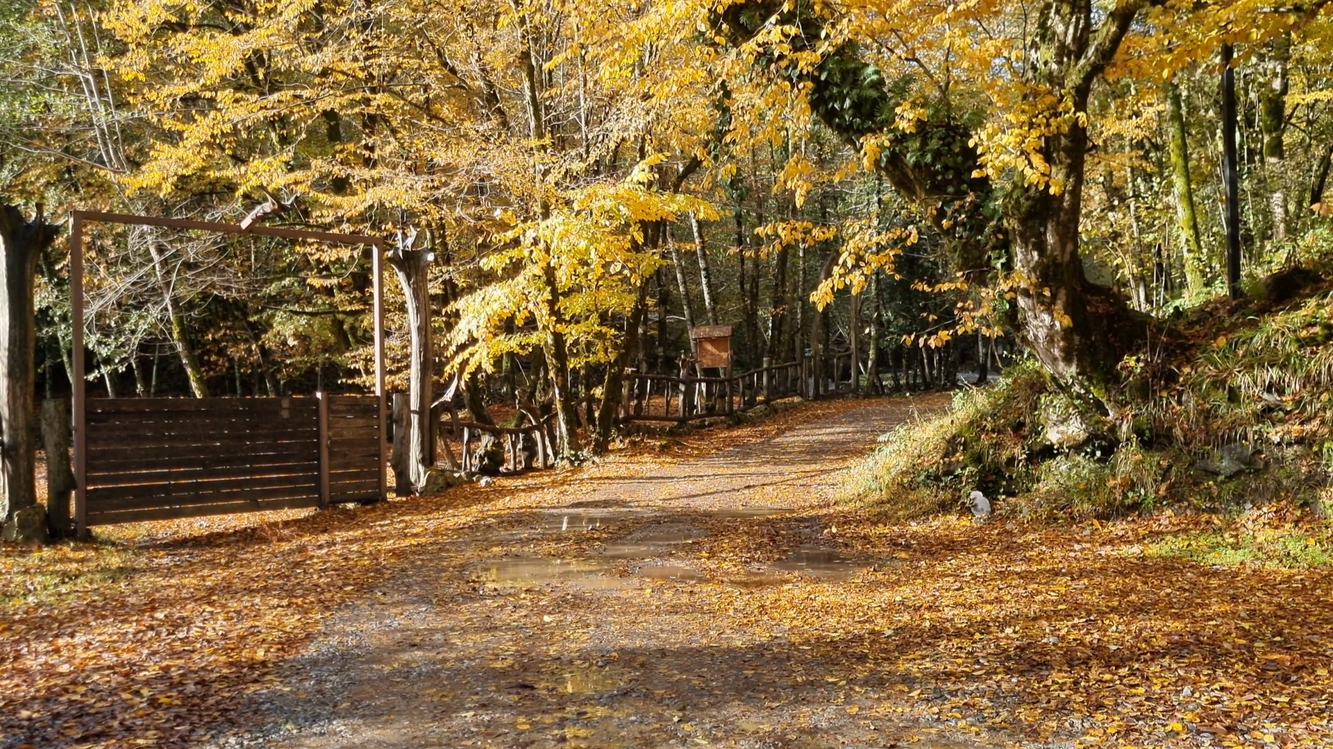 Road In Autumn Park Covered With Fallen Stock Footage SBV-351663635 ...