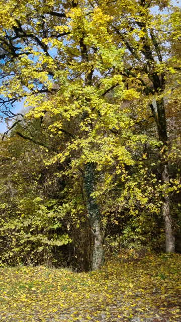 Leaf Falling Off Tree Stock Footage: Royalty-Free Video Clips - Storyblocks