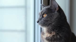 Cat looking out the window