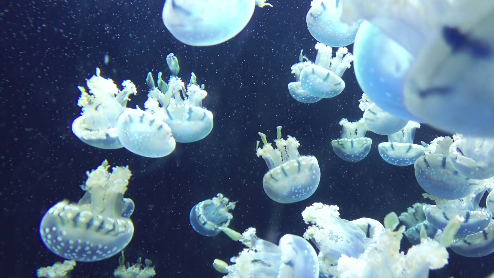 Many Jellyfish Swim Underwater Stock Video Footage 0024 SBV338550494