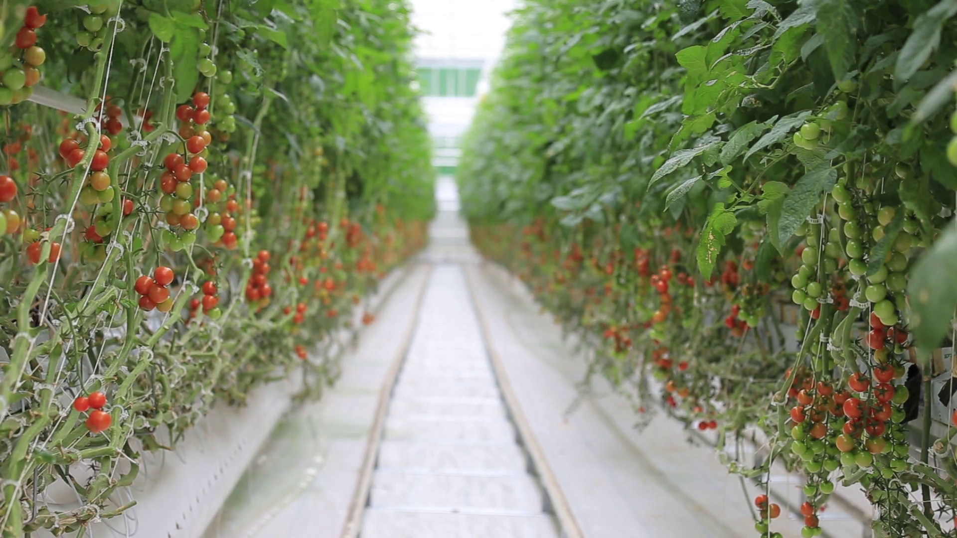 The greenhouse complex for growing tomatoes Stock Video Footage 0014
