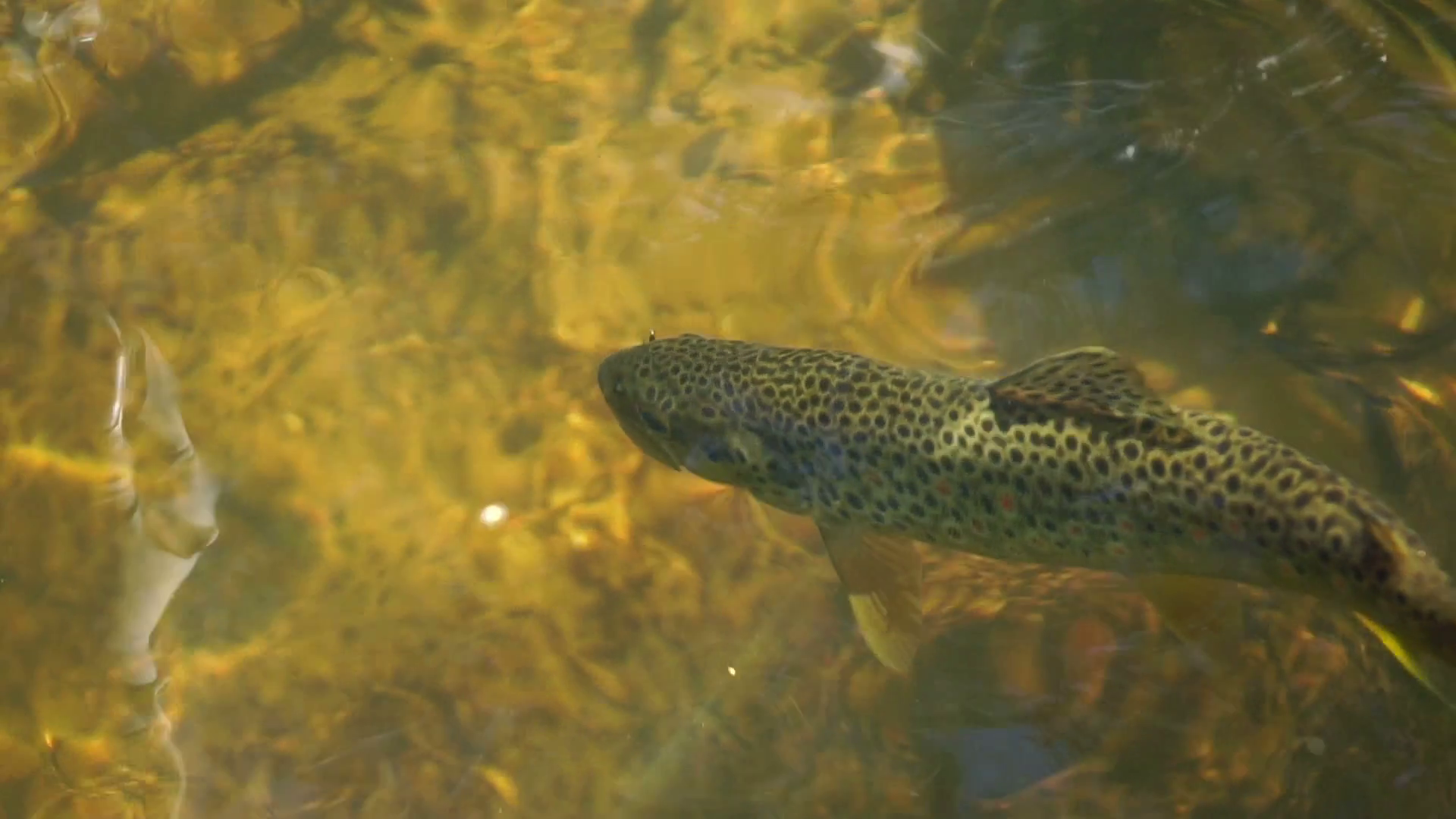 Under water shot of Brown trout swimming around a natural stream. The