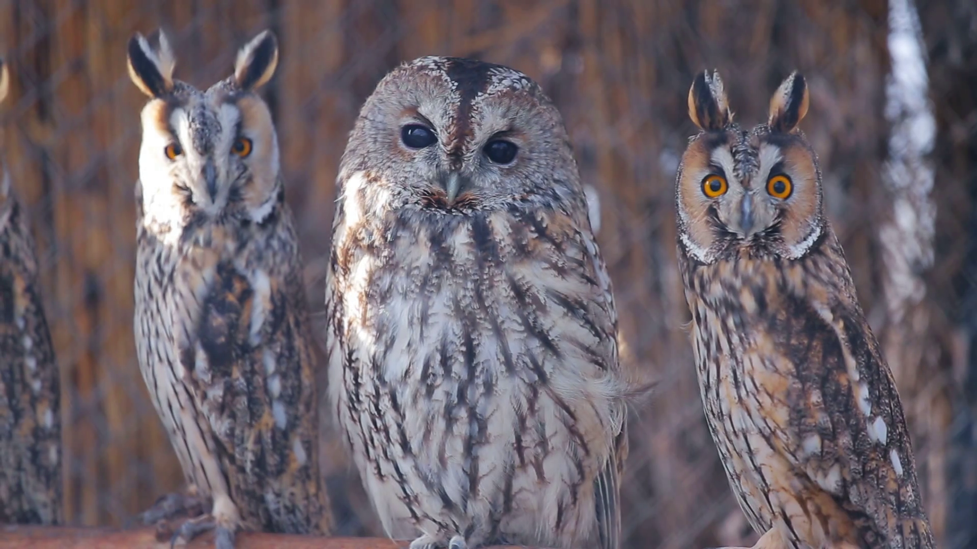 A few owls look straight into the camera. Stock Video Footage 0012 SBV331502137 Storyblocks