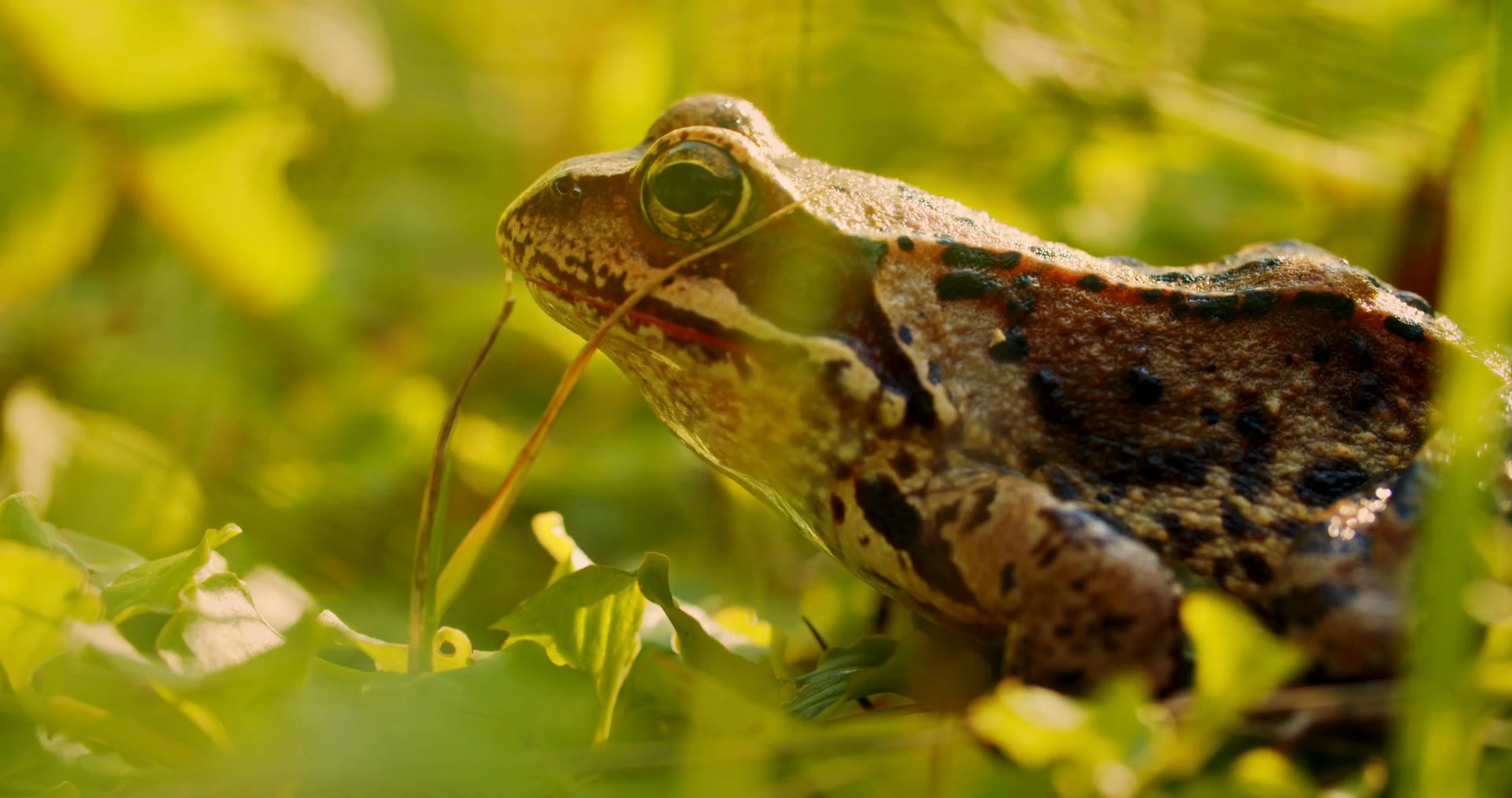Closeup frog in the wild. hid among leaves and sticks. Macro shooting