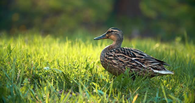 Duck Behind Trees Stock Footage: Royalty-Free Video Clips - Storyblocks