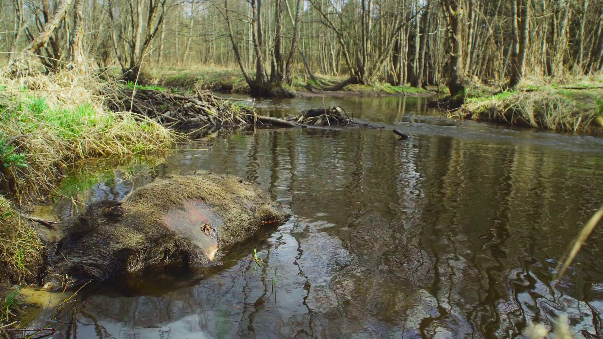 The dead animal lies in the river. A wild boar died in the river. Stock Video Footage 0011 SBV