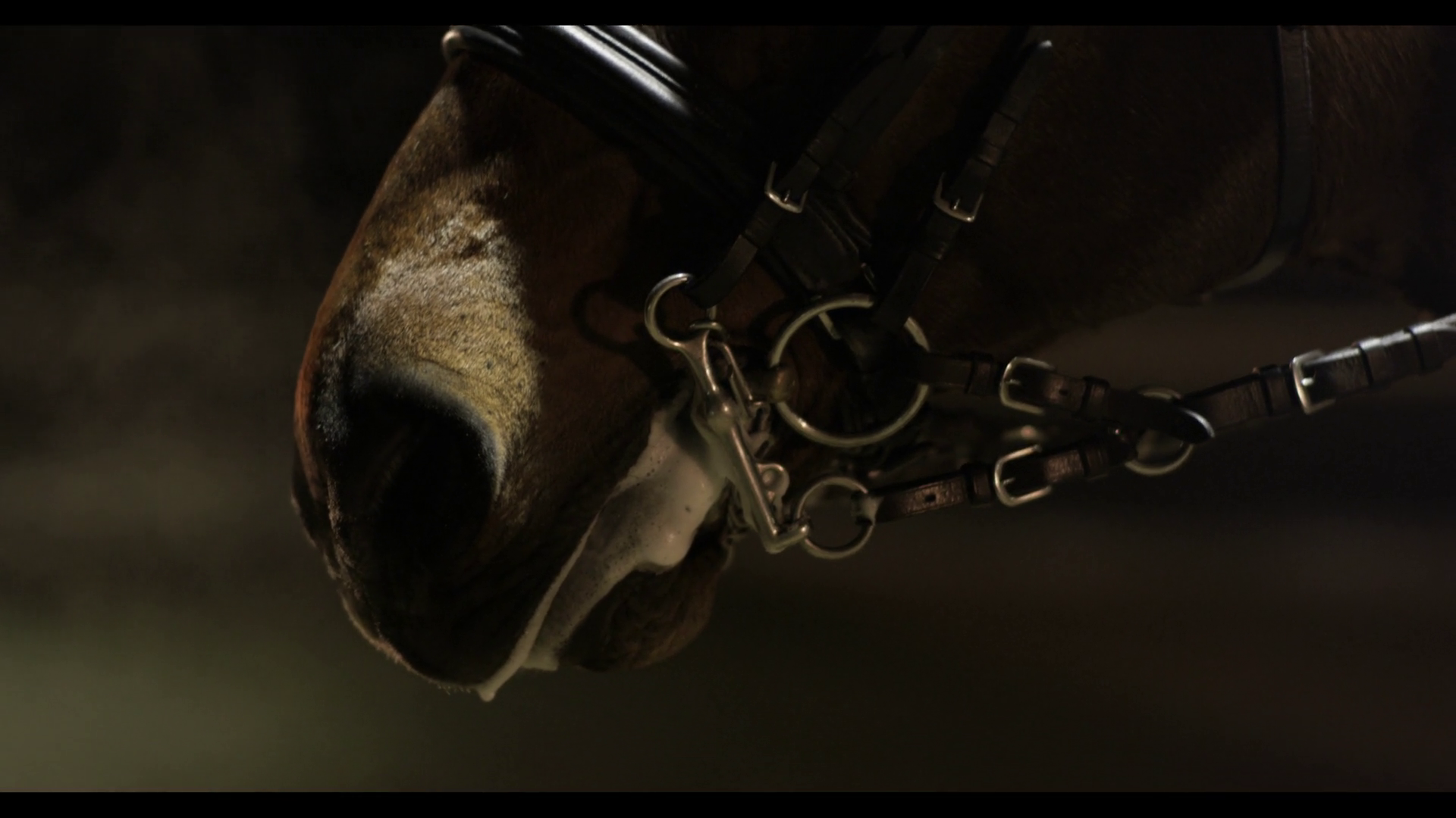 close up of horse breathing Stock Video Footage Storyblocks