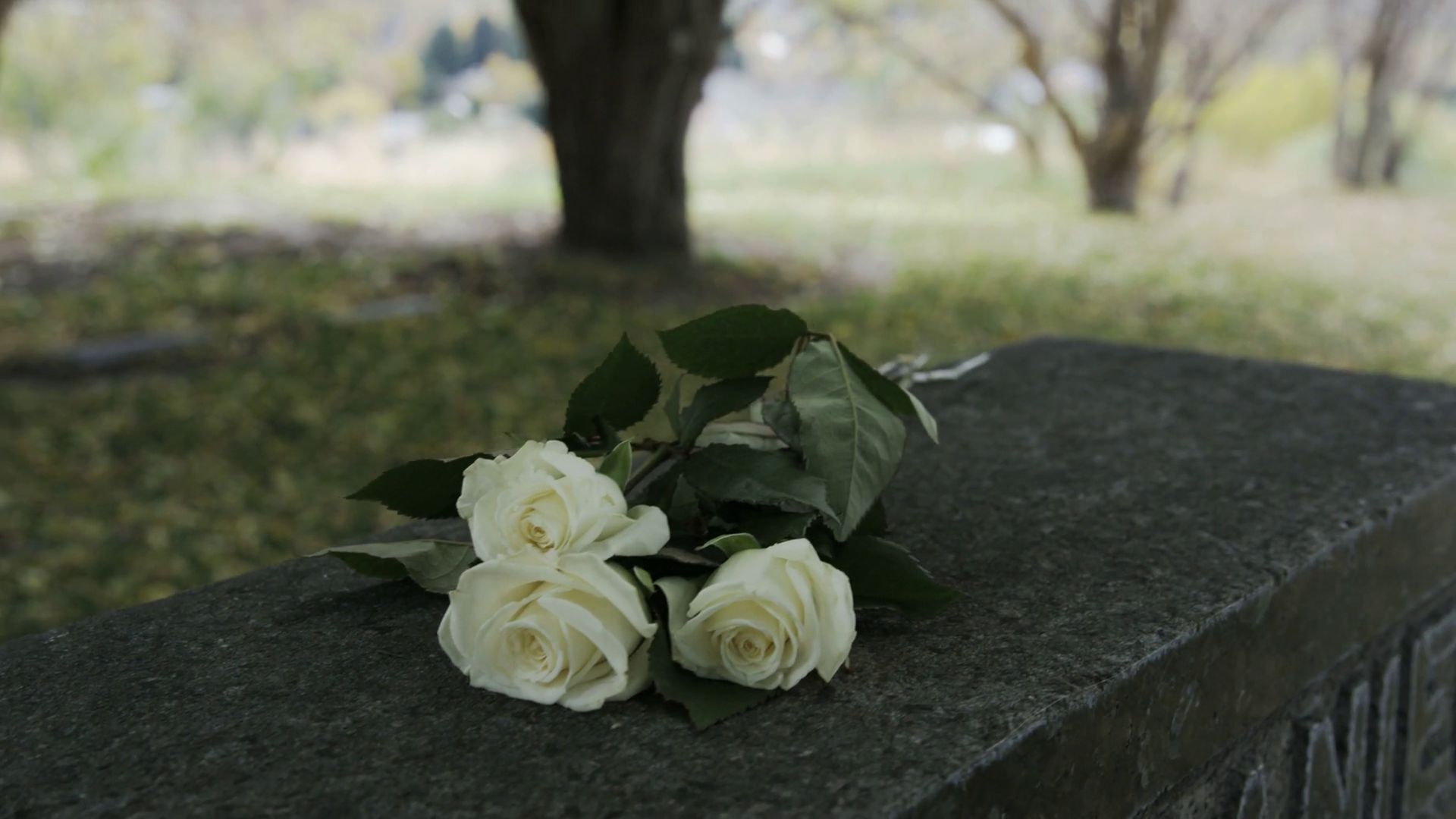 Slow motion of white roses on gravestone Stock Video Footage Storyblocks