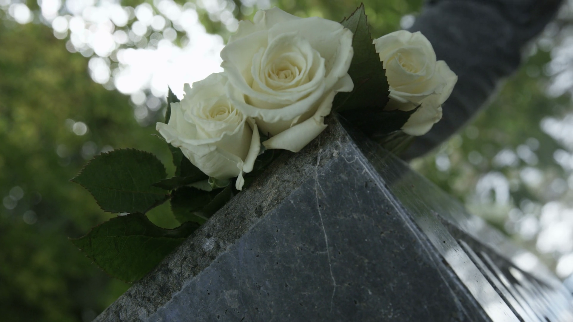 Slow motion of white roses on gravestone Stock Video Footage Storyblocks