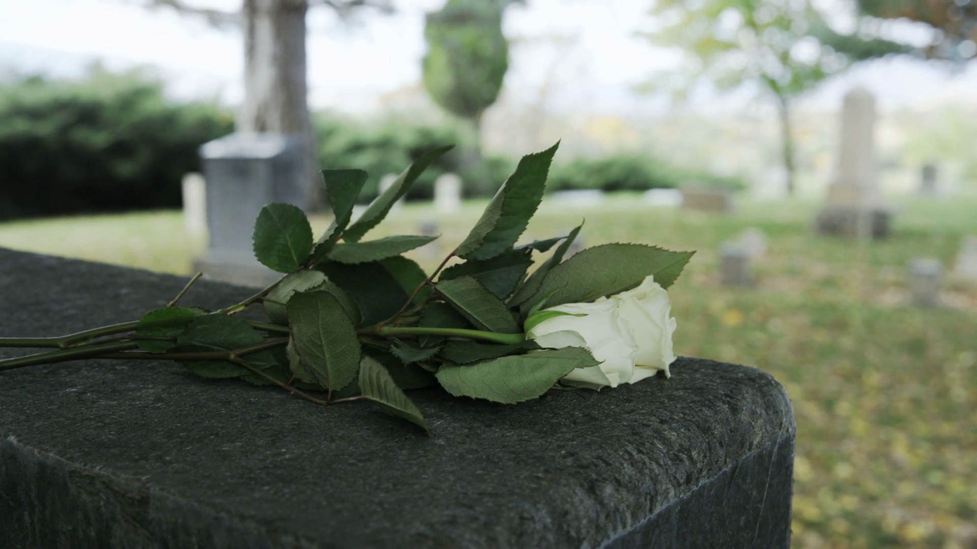 Slow motion of white roses on gravestone Stock Video Footage Storyblocks